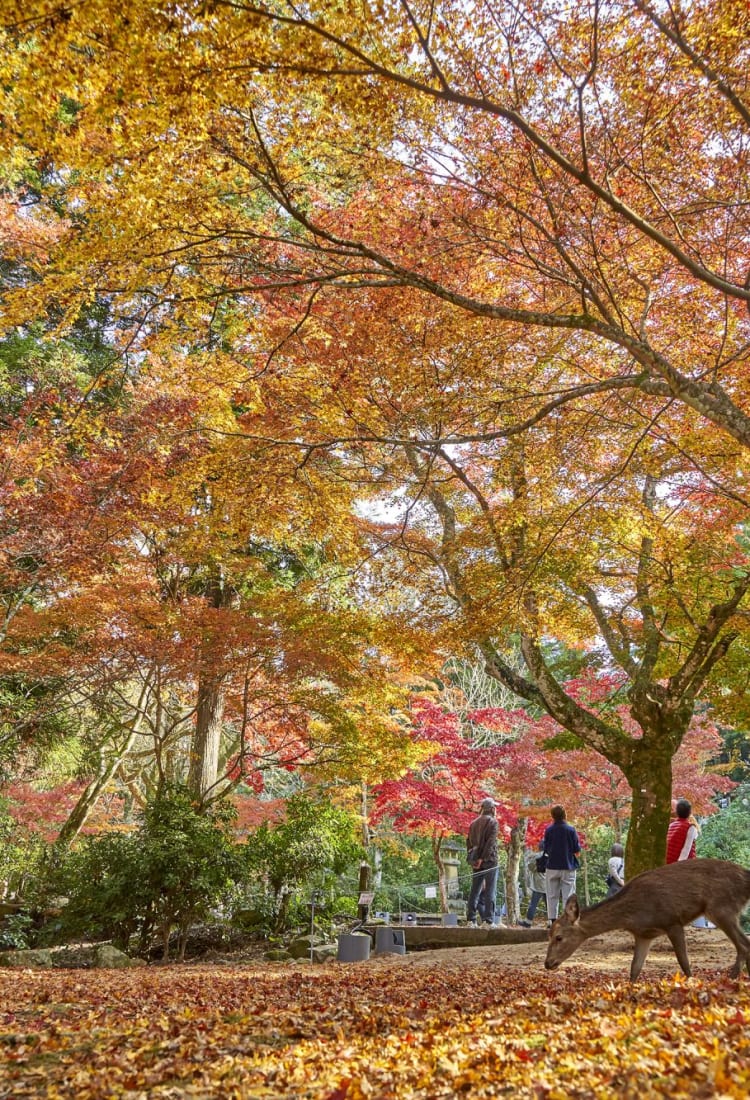 JOMC 20201118_momijidani_park_21.jpg